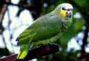 Venezuelai amazon - egzotikus, de gondozó szülő